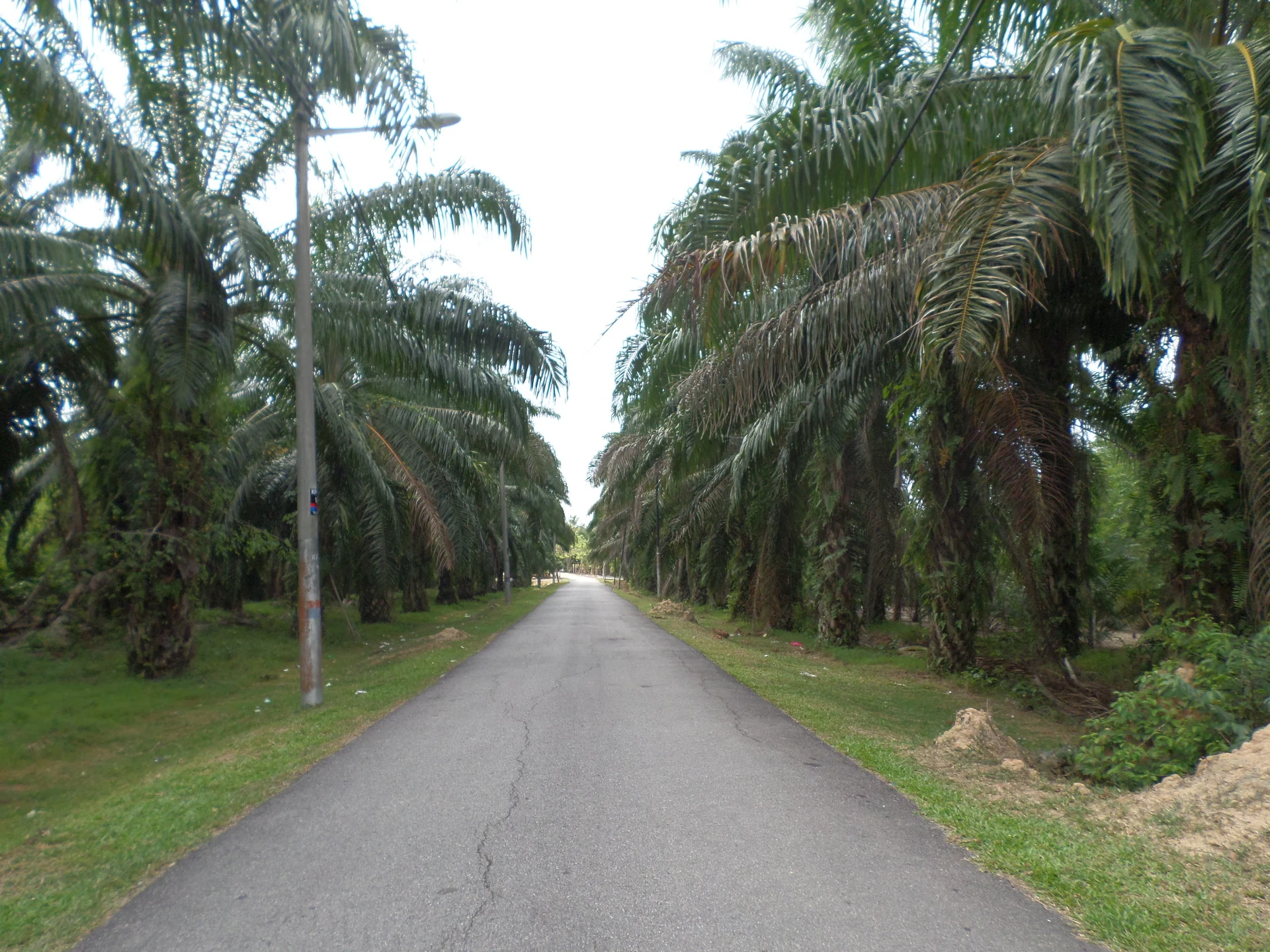 Oil palm plantation in Jasin, Melaka, Malaysia