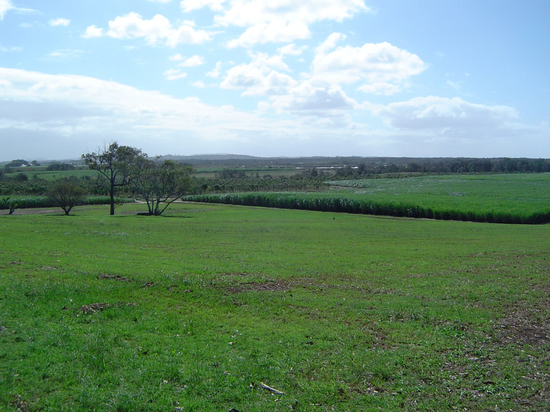 Sugar cane fields in Steiglitz, Queensland, Australia